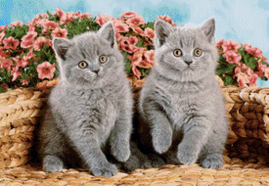 котики - кошки, животные, котята, кот, цветы, кошка, котик - предпросмотр