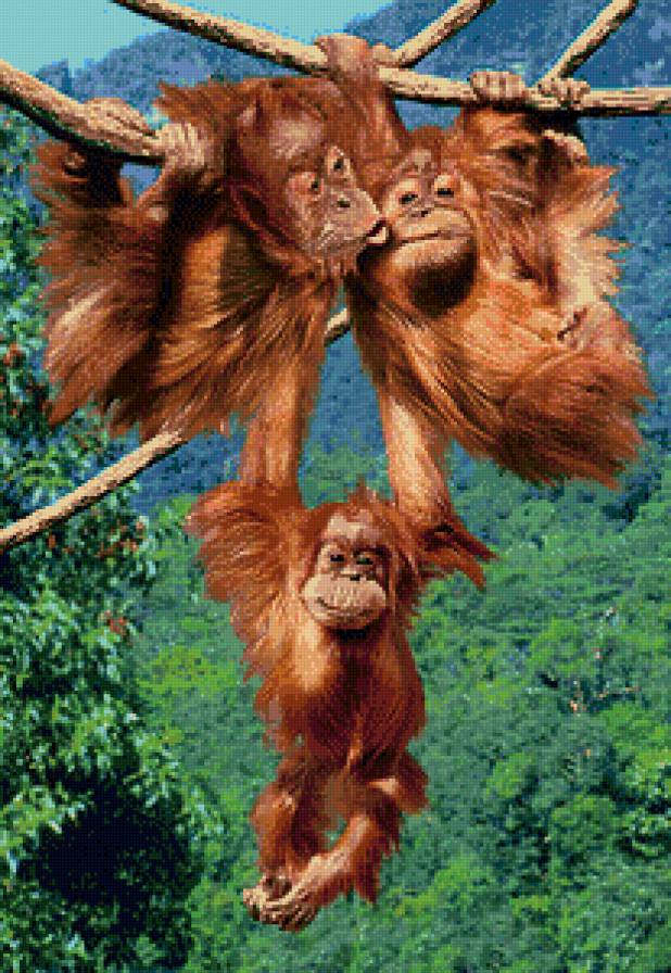 милое семейство - обезьяны, животные, семья, обезьяна - предпросмотр