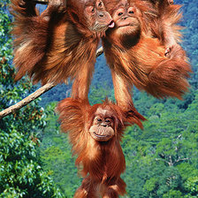 Схема вышивки «милое семейство»