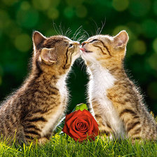 Схема вышивки «котики»