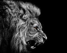 Схема вышивки «лев»