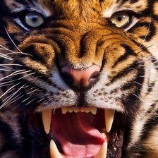 Схема вышивки «тигр»