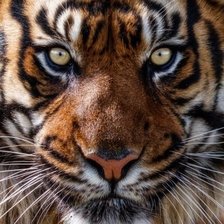 Схема вышивки «тигр»