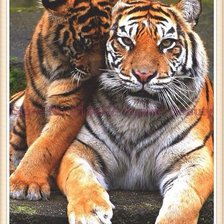 Схема вышивки «тигры»