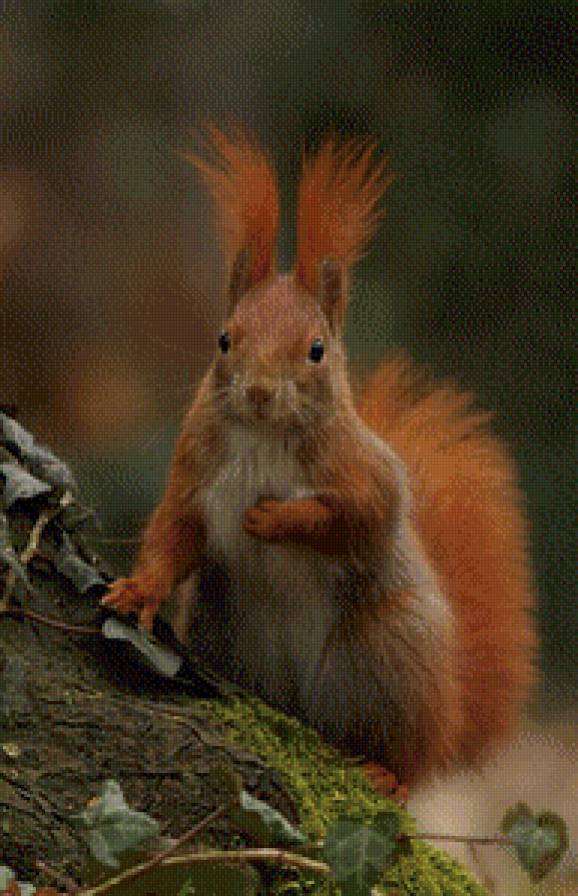 белочка - предпросмотр