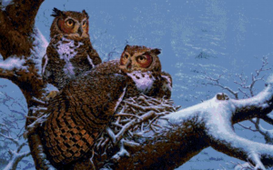 на гнезде - совы, природа, гнездо, лес - предпросмотр