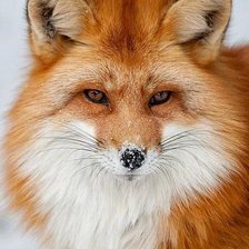 Схема вышивки «Портрет лисы»