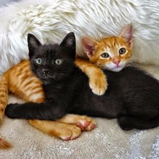 Схема вышивки «Счастье. Котики.»