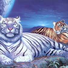 Схема вышивки «белый и рыжий»