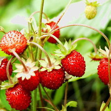 Схема вышивки «земляника»