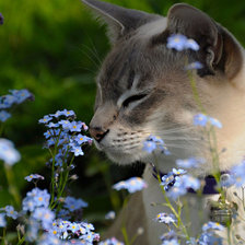 Схема вышивки «Кошка»