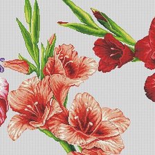 гладиолусы