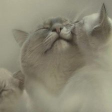 Схема вышивки «Нежность»