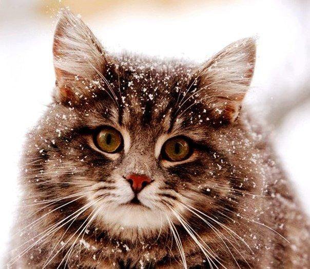 киса - киса, котенок, киска, животные, кот - оригинал