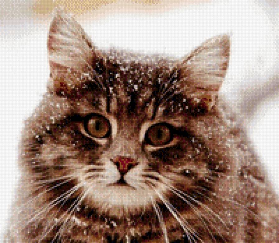 киса - киска, киса, котенок, кот, животные - предпросмотр