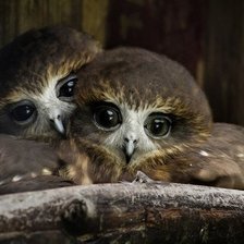 Схема вышивки «птенцы»