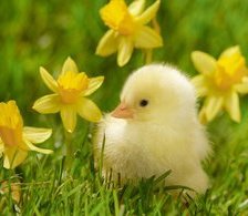 Схема вышивки «ципа»