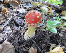 Схема вышивки «мухомор»