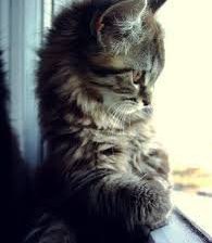 Схема вышивки «Котэ»