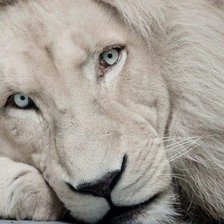 Схема вышивки «Лев»