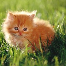 Схема вышивки «№846220»