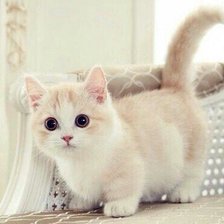 Схема вышивки «Котенок»