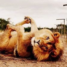 Схема вышивки «Тигр»