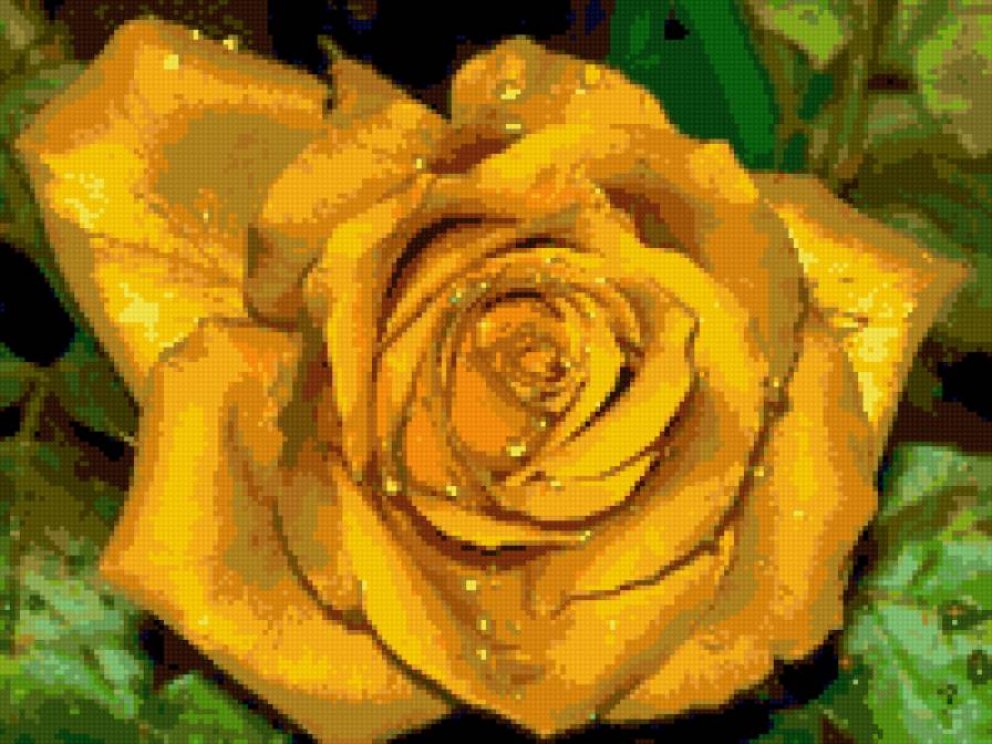 розочка - предпросмотр