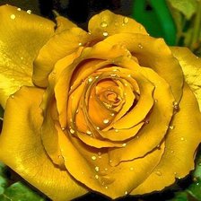 Схема вышивки «розочка»