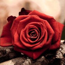 роза чайная