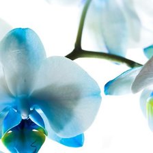 морская орхидея