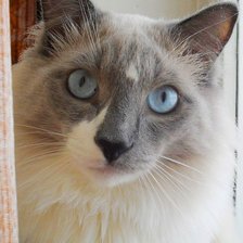 Схема вышивки «милаха»