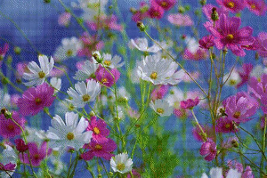 космея - цветы.космея - предпросмотр