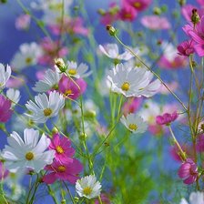 Схема вышивки «космея»