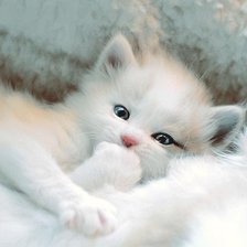 Схема вышивки «Котенок»