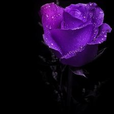 Схема вышивки «роза»