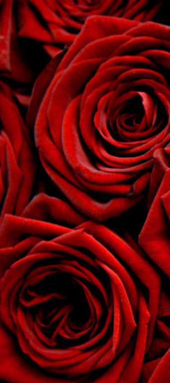 Триптих красные розы (1 часть) - триптих, розы - оригинал