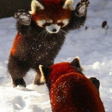 Схема вышивки «цвывы»