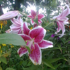 Схема вышивки «лилии»