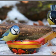 Схема вышивки «Пара синичек»