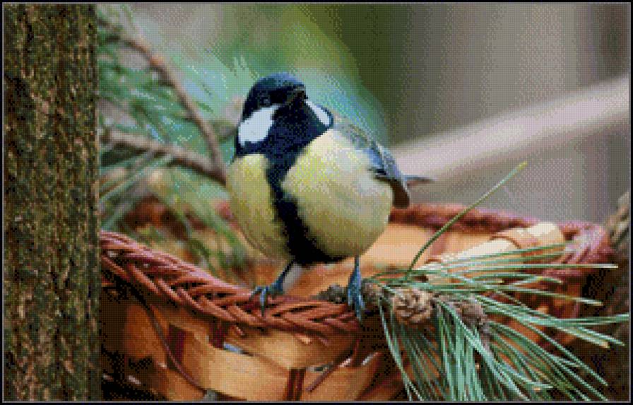 Синичка у сосны - птица, сосна, синица - предпросмотр