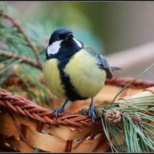 Схема вышивки «Синичка у сосны»