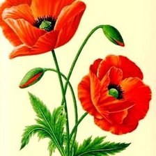 Схема вышивки «маки5»