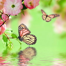 Схема вышивки «Бабочки»