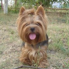 Схема вышивки «Жужик»