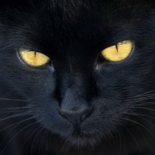 Схема вышивки «черныш»