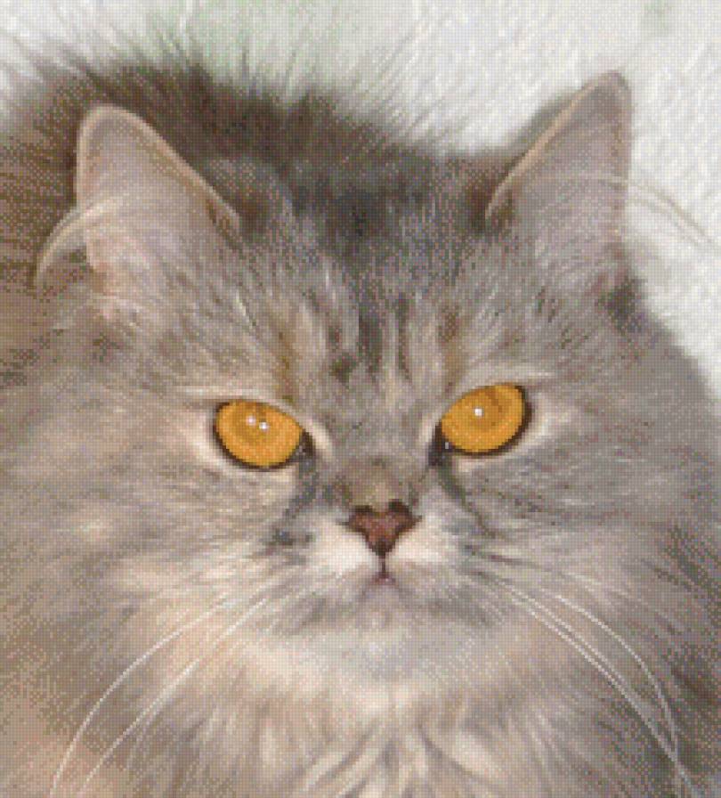 кошка - животные, кошки, кошка - предпросмотр