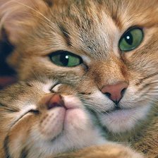 Схема вышивки «Котик»