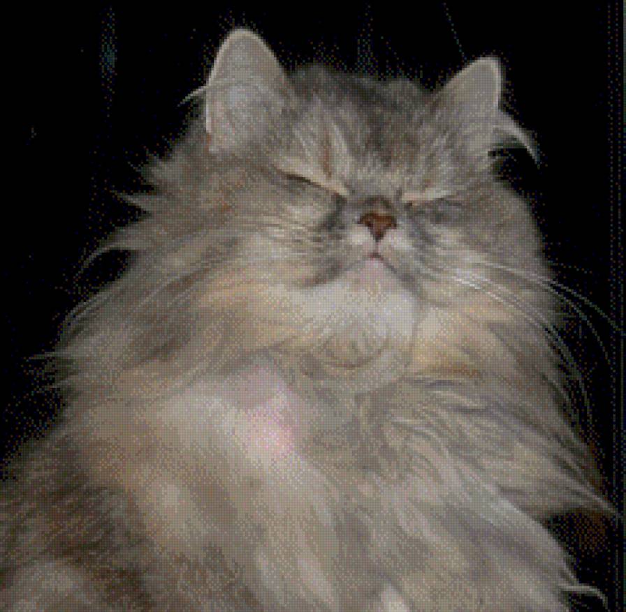 кошка - кошка, кошки, животные - предпросмотр