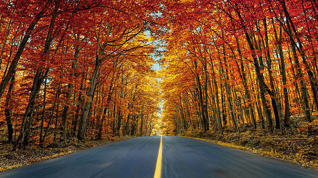 осінь - дорога, дерева, ліс - оригинал